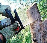 Best Tree Maintenance Programs  in Corning, NY