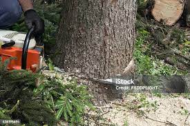 Best Tree Removal  in Corning, NY