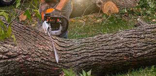 Best Hedge Trimming  in Corning, NY