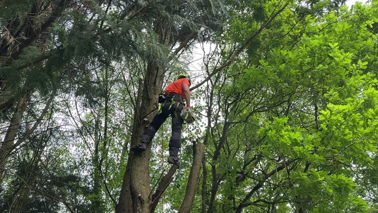 Best Fruit Tree Pruning  in Corning, NY