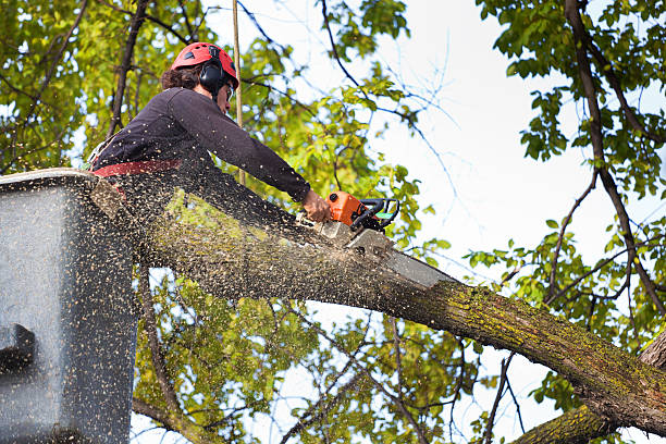 Best Tree Mulching  in Corning, NY